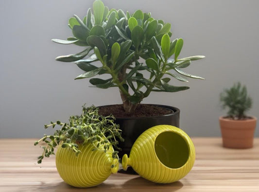 Palloncino rigato vaso/candela verde